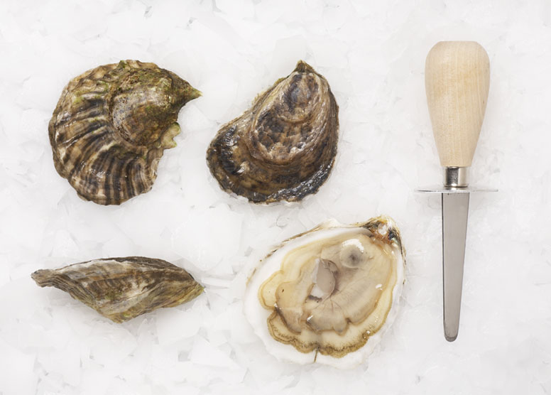 Shellfish in Maine – The Mudflat