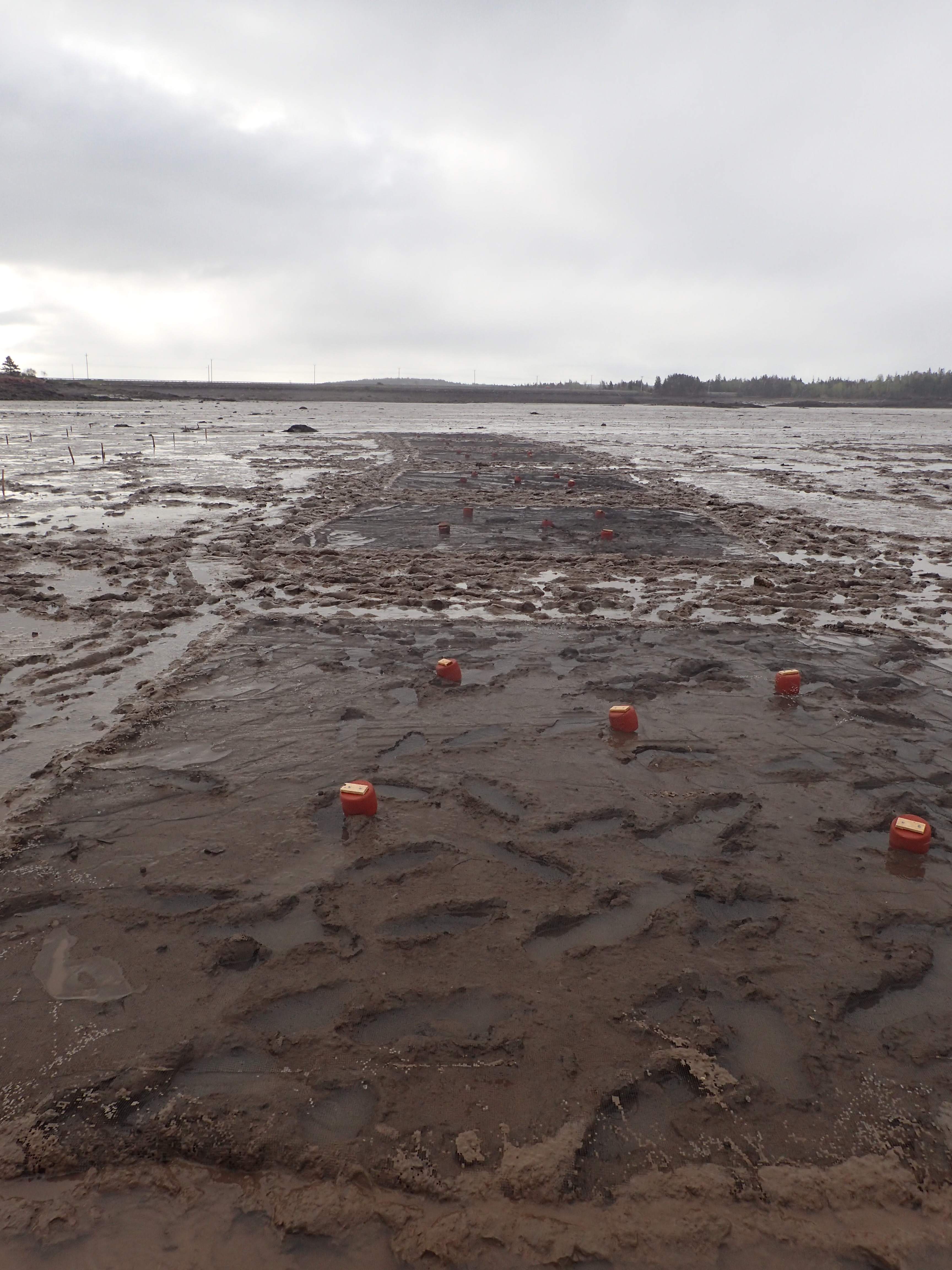 Sipayik: Increasing mudflat productivity in Passamaquoddy Bay – The Mudflat